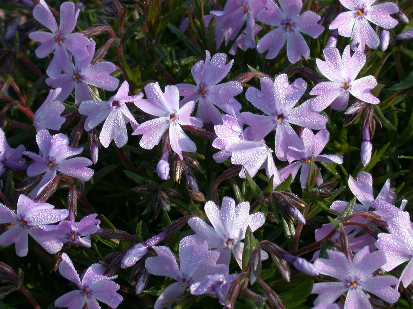 Pflanzen für Dich Bodendecker Phlo x subulata 'Emerald Cushion Blue', 1 St., Polster-Phlox, Teppich-Phlox, Moos-Phlox, blauviolett, teppichbildend – Bild 5 von 5