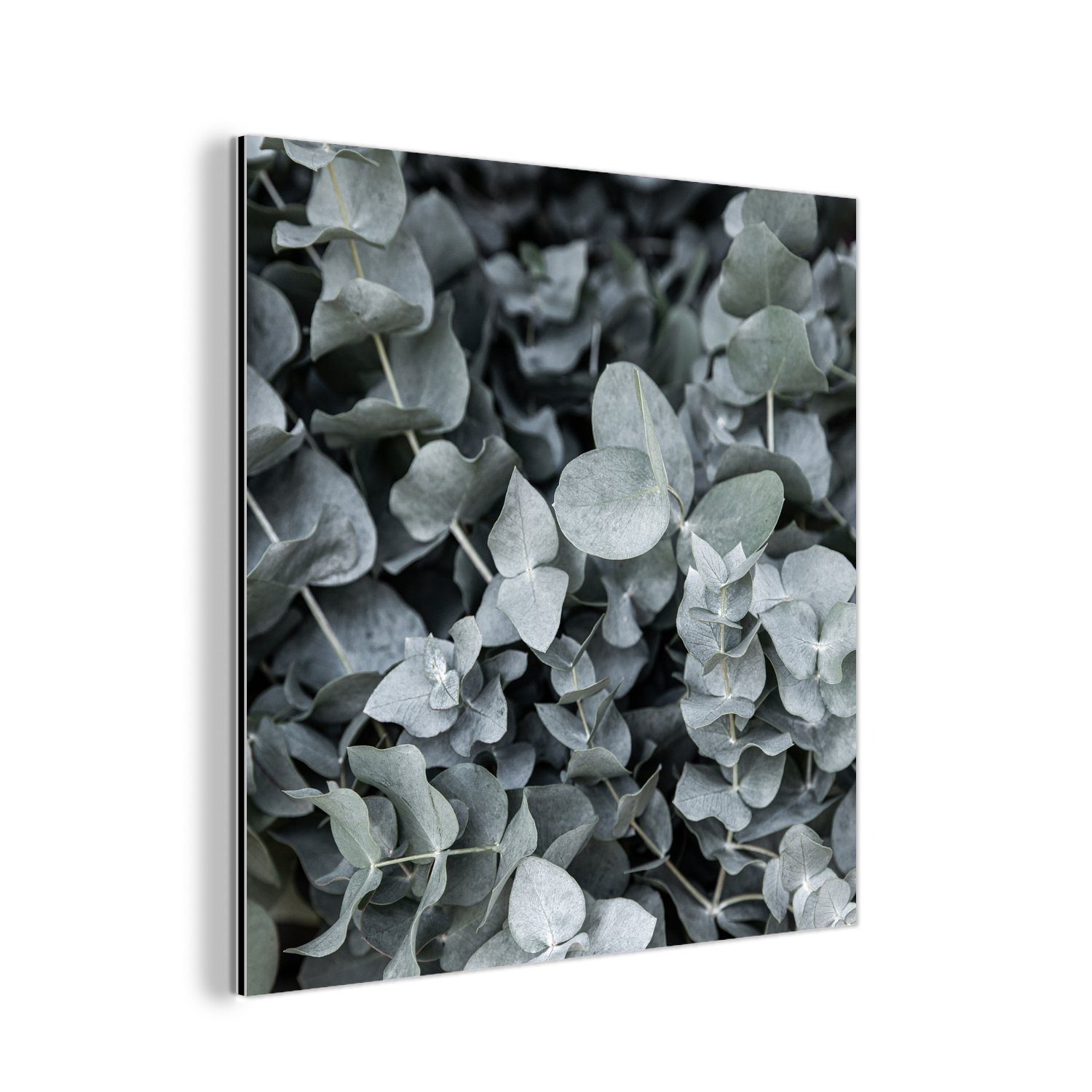 MuchoWow Metallbild Natur - Pflanzen - Eukalyptus - Blätter, (1 St), Alu-Dibond-Druck, Gemälde aus Metall, Aluminium deko
