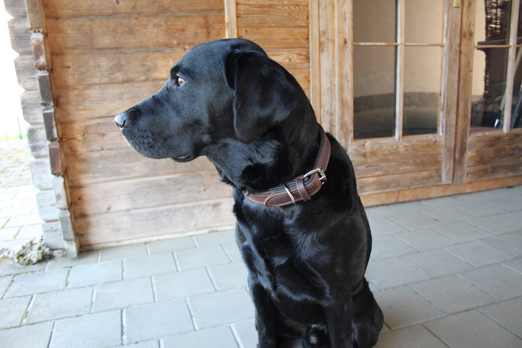 Thumbnail - Activity4Dogs Hunde-Halsband große Hunde, Echtleder, 5-fach verstellbar, 4 Größen, verschiedene Farben, Größe M bis XL, ...