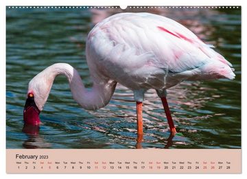 CALVENDO Wandkalender Just Flamingos (Premium-Calendar 2023 DIN A2 Landscape)