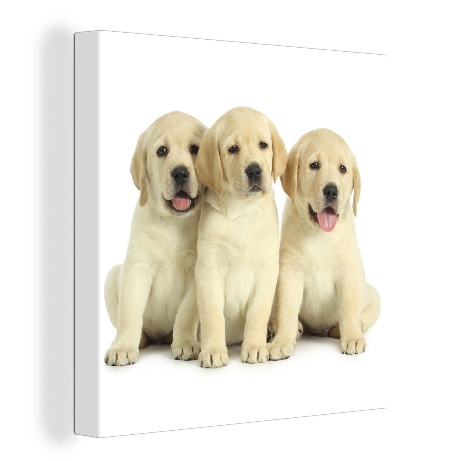 OneMillionCanvasses® Leinwandbild Bezaubernde Labrador Retriever Welpen, (1 St), Leinwand Bilder für Wohnzimmer Schlafzimmer