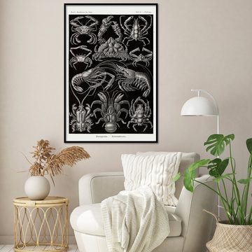 Close Up Poster Zehnfußkrebse Poster Haeckel Kunstformen der Natur Tafel 86