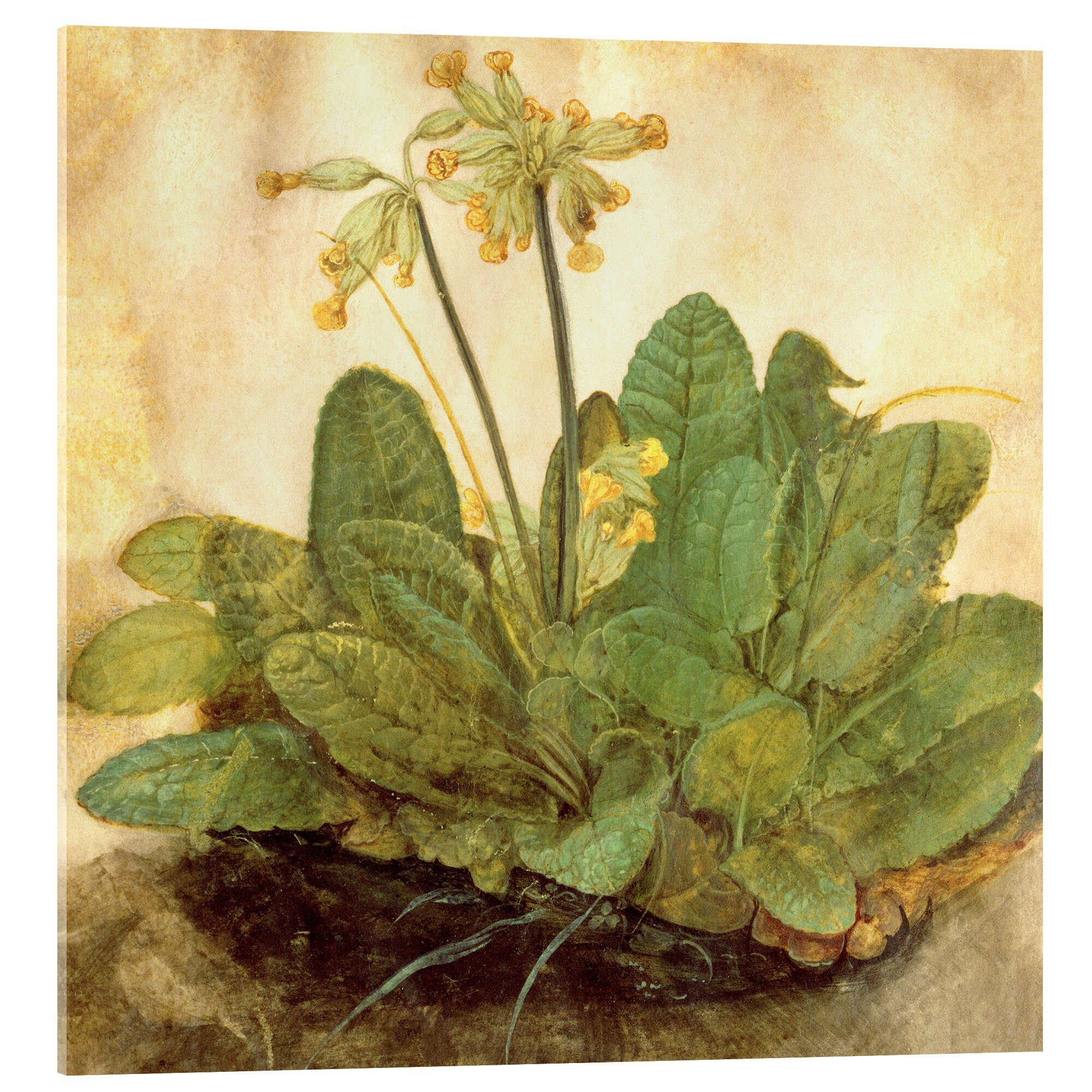 Acrylglasbild Albrecht Dürer
