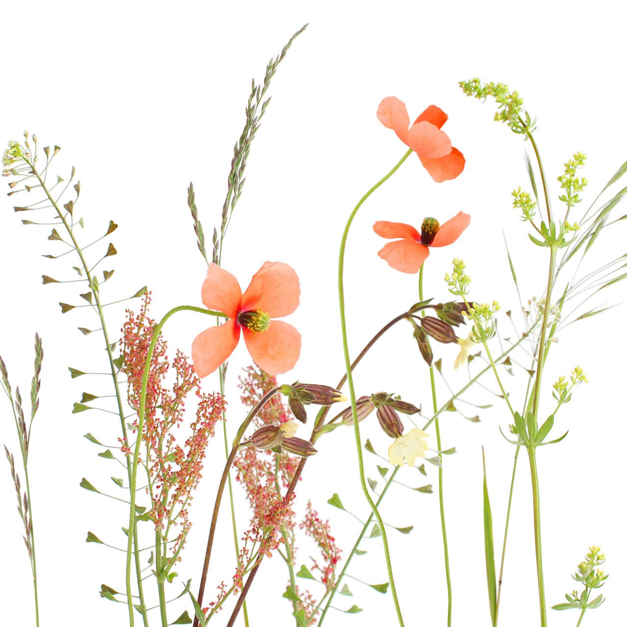 Braun+Company Atelier Papierserviette Braun & Company Servietten Motiv Wiesenblume 33 x