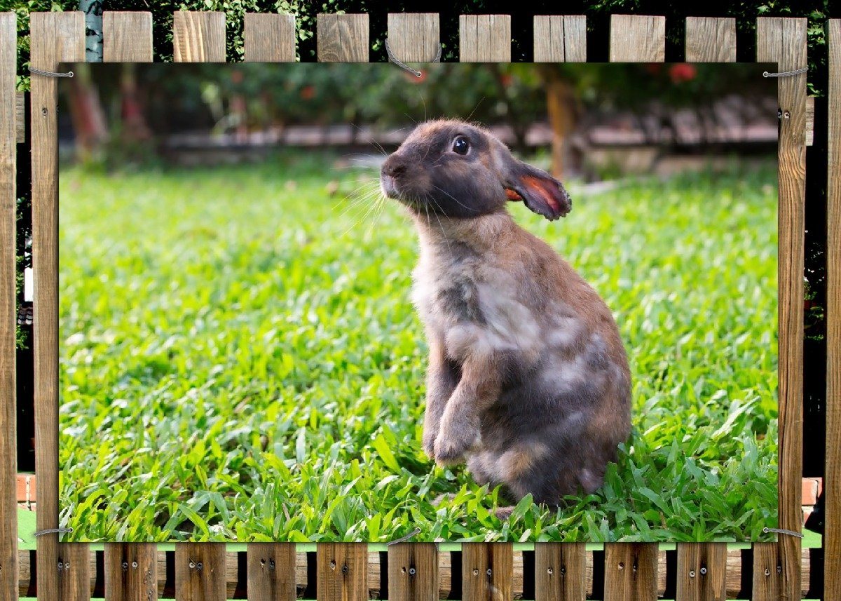 Thumbnail - Wallario Sichtschutzzaunmatten Kaninchen im Garten mit süßem Blick