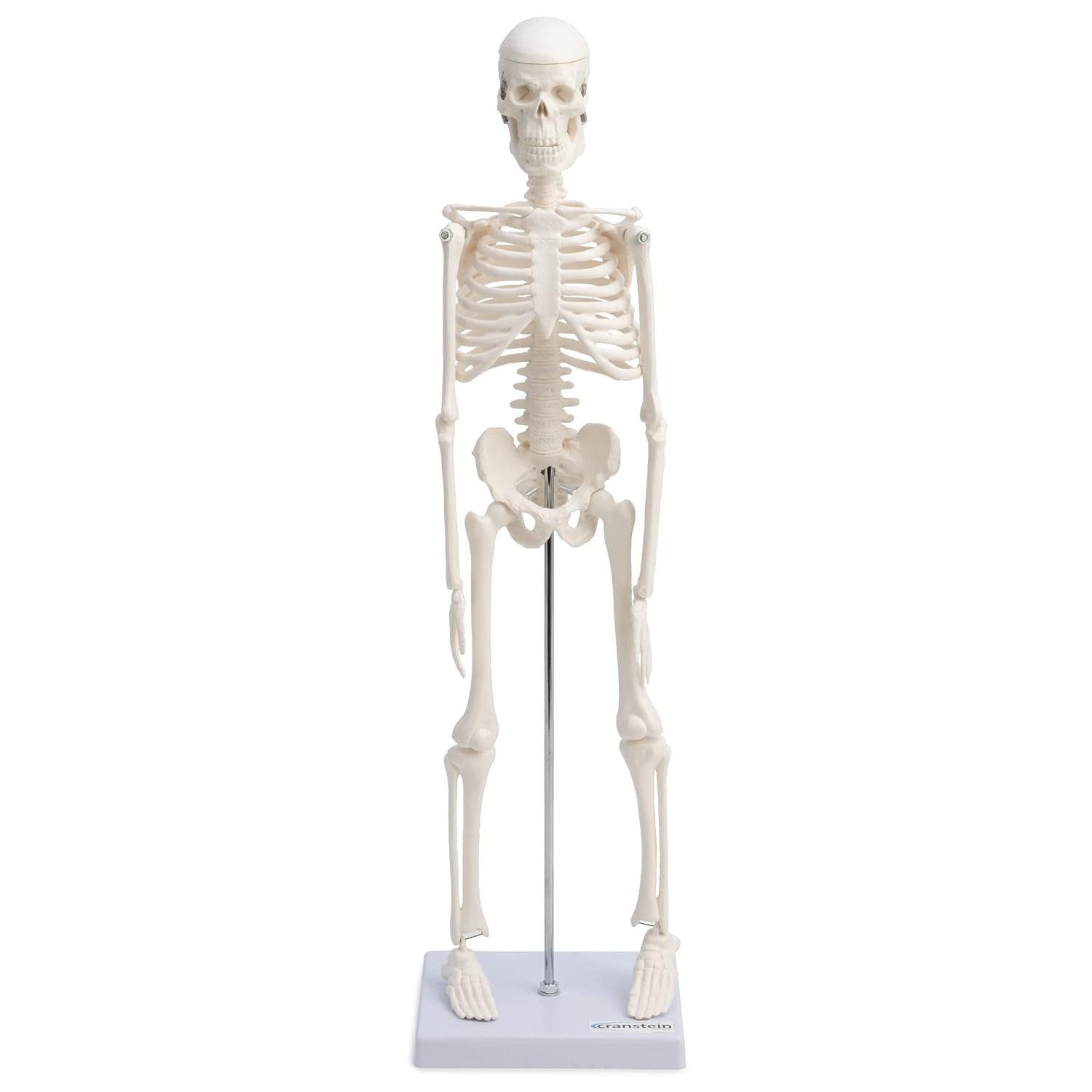 Cranstein Scientific Dekoobjekt Mini Skelett Anatomie Modell 45cm mit beweglichen Gelenken weiß