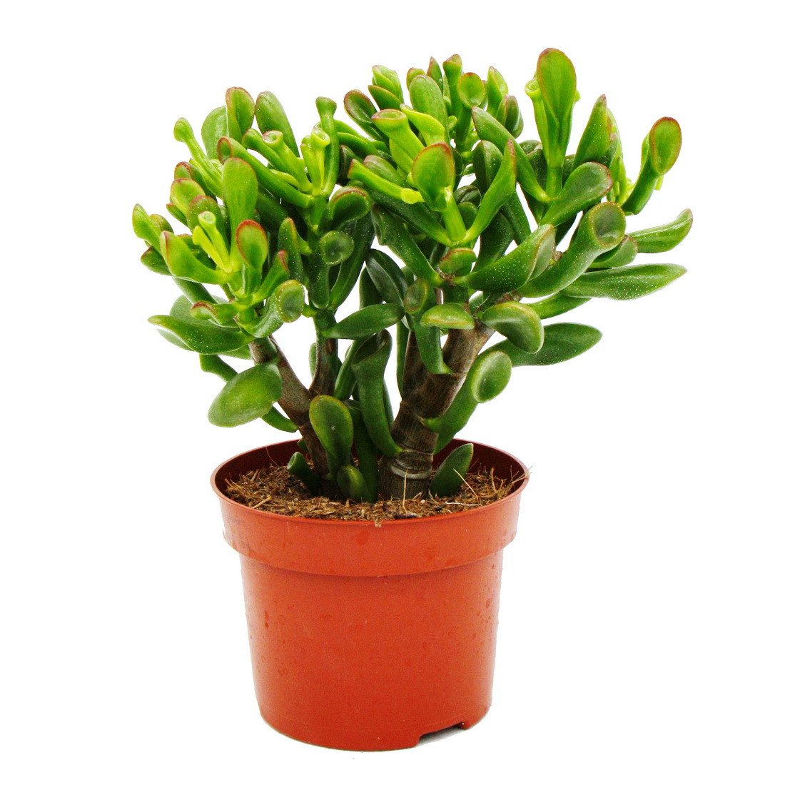 Exotenherz Kaktus Dickblatt Löffelbaum Crassula "Hobbit" Sukkulente 12cm To günstig online kaufen