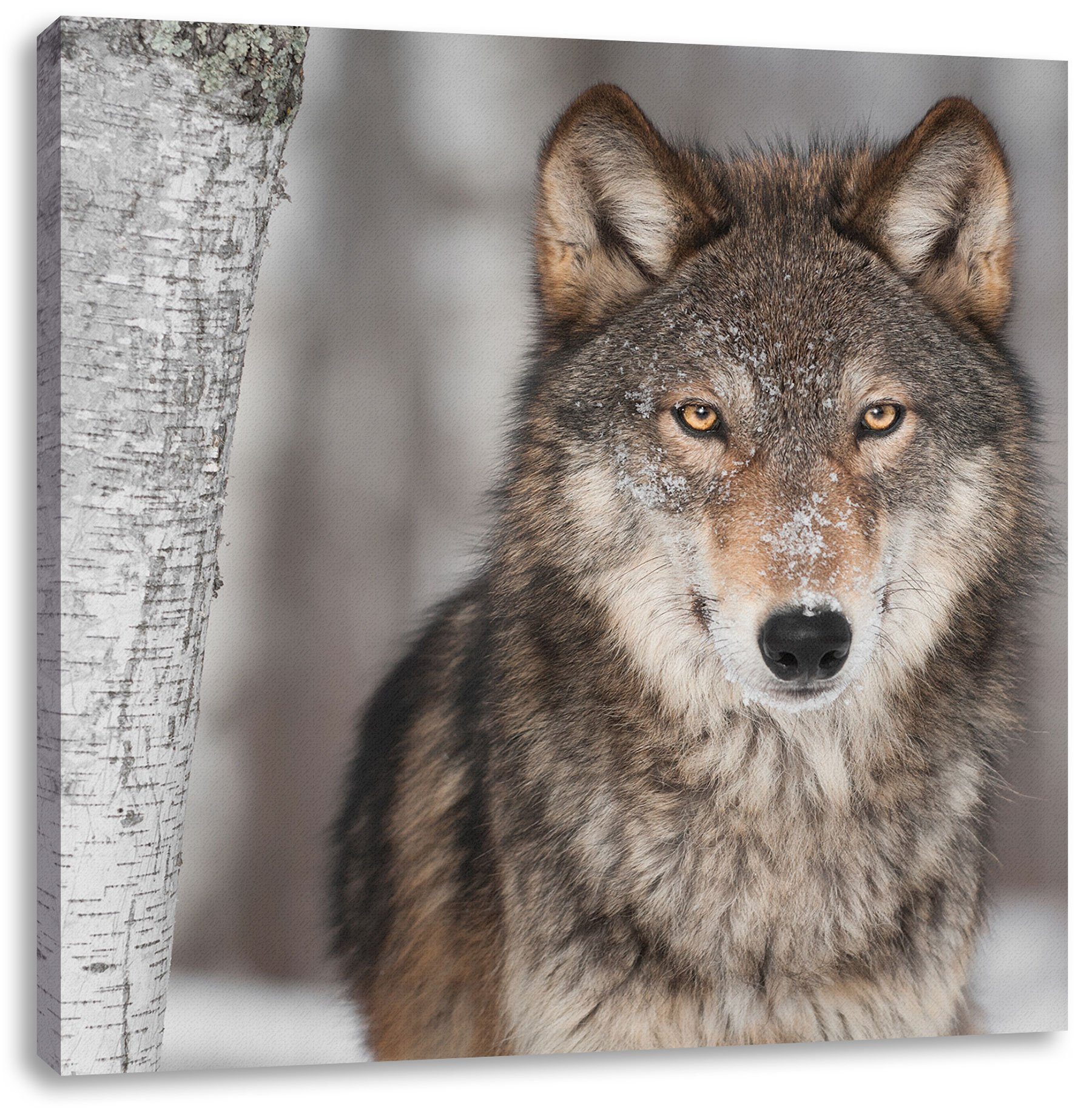 Zackenaufhänger Pixxprint Wolf, Wachsamer fertig Leinwandbild Wachsamer (1 Leinwandbild St), inkl. Wolf bespannt,