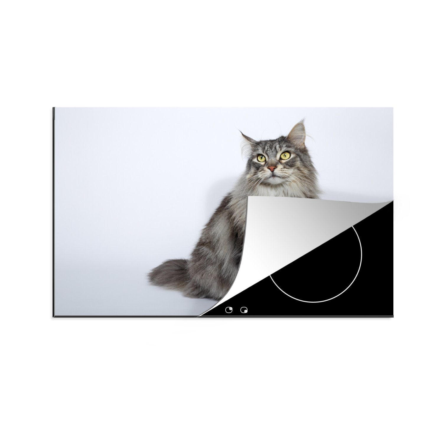 MuchoWow Herdblende-/Abdeckplatte Porträt einer grauen Maine Coon Katze, Vinyl, (1 tlg), 81x52 cm, Induktionskochfeld Schutz für die küche, Ceranfeldabdeckung
