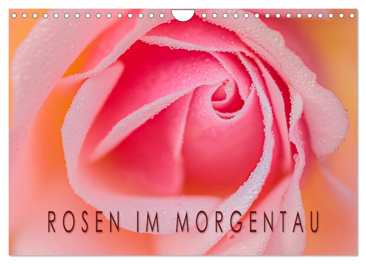 CALVENDO Wandkalender Rosen im Morgentau (Wandkalender 2026 DIN A4 quer), CALVENDO Monatskal