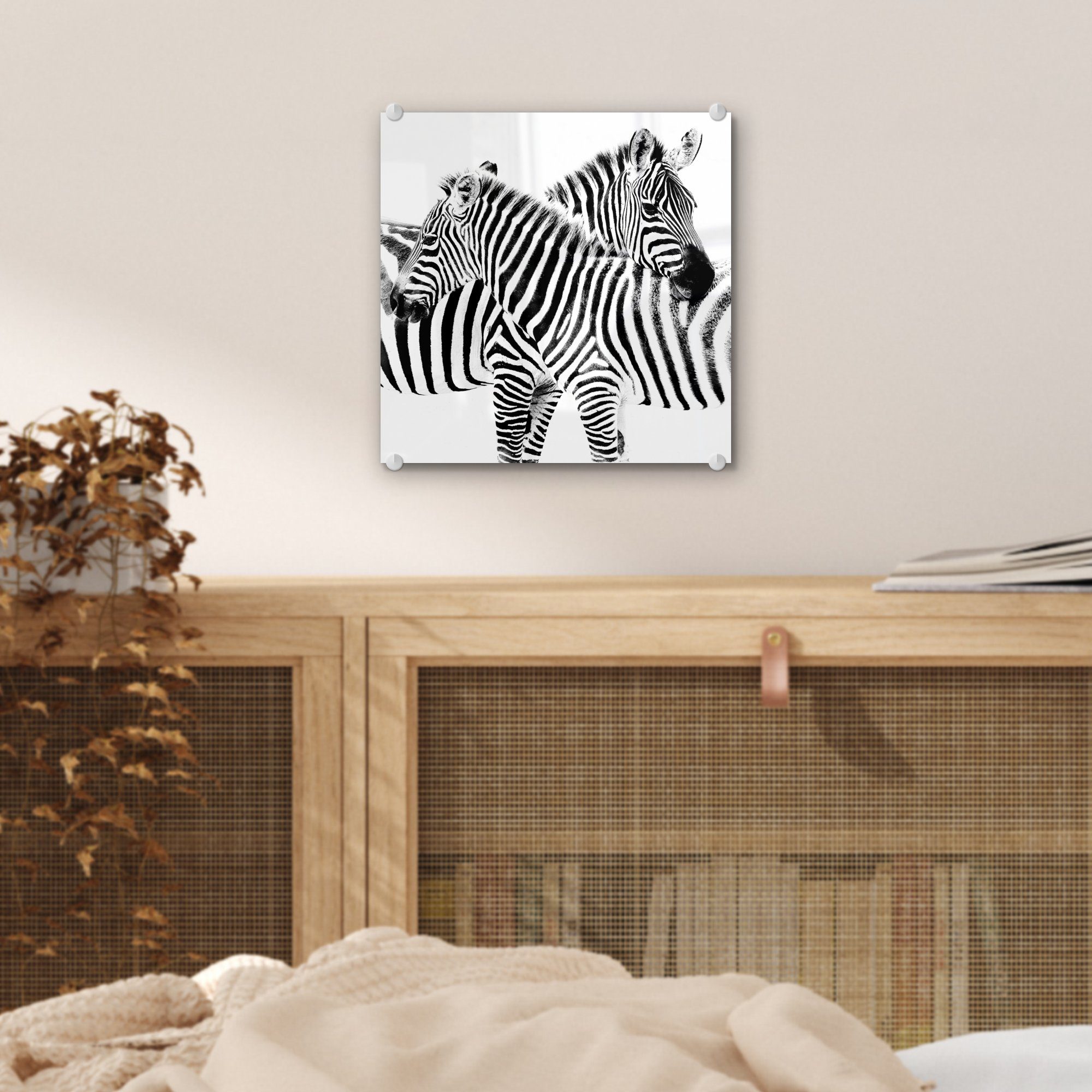 MuchoWow Acrylglasbild Zwei (1 - Glas Wanddekoration Zebras auf Hintergrund, Foto Glas - Bilder Wandbild - weißem auf St), Glasbilder auf