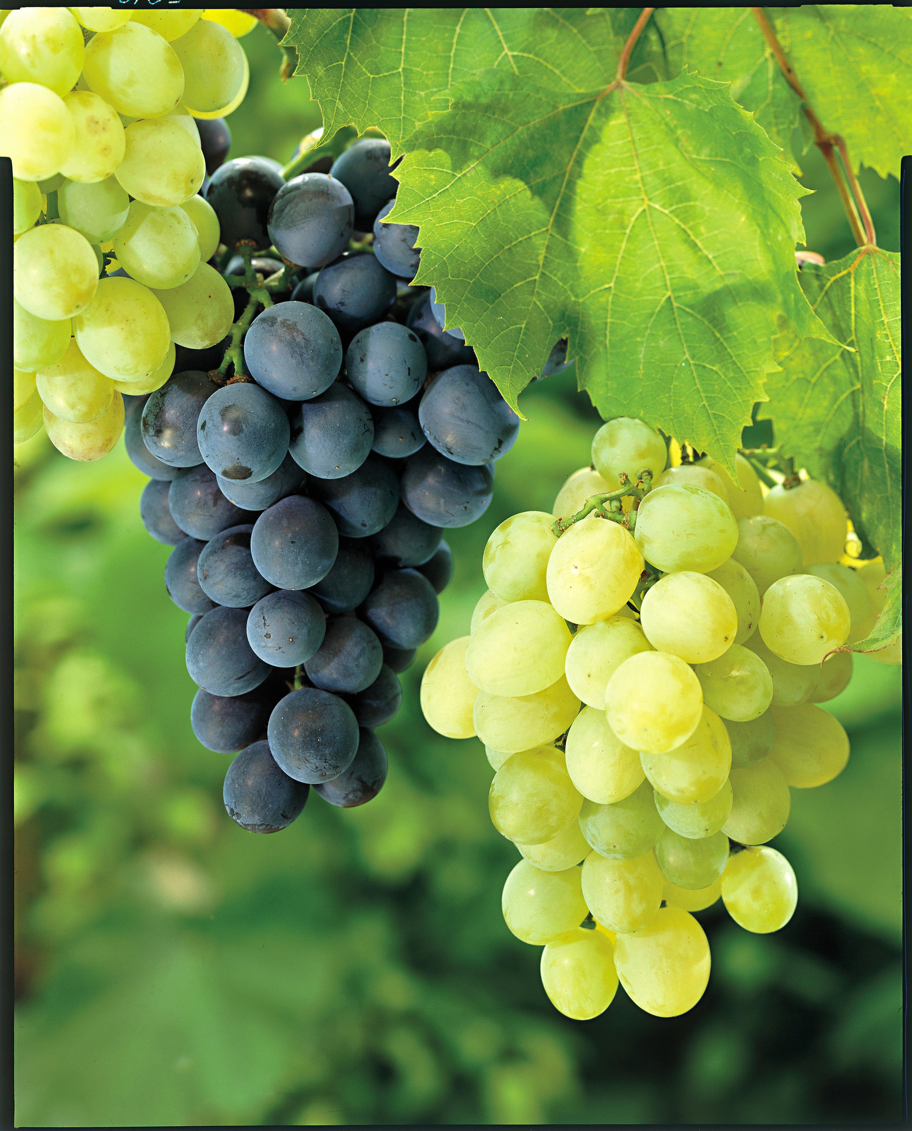 BCM Weinrebe gelb, Aromatische und geschmackvolle ...