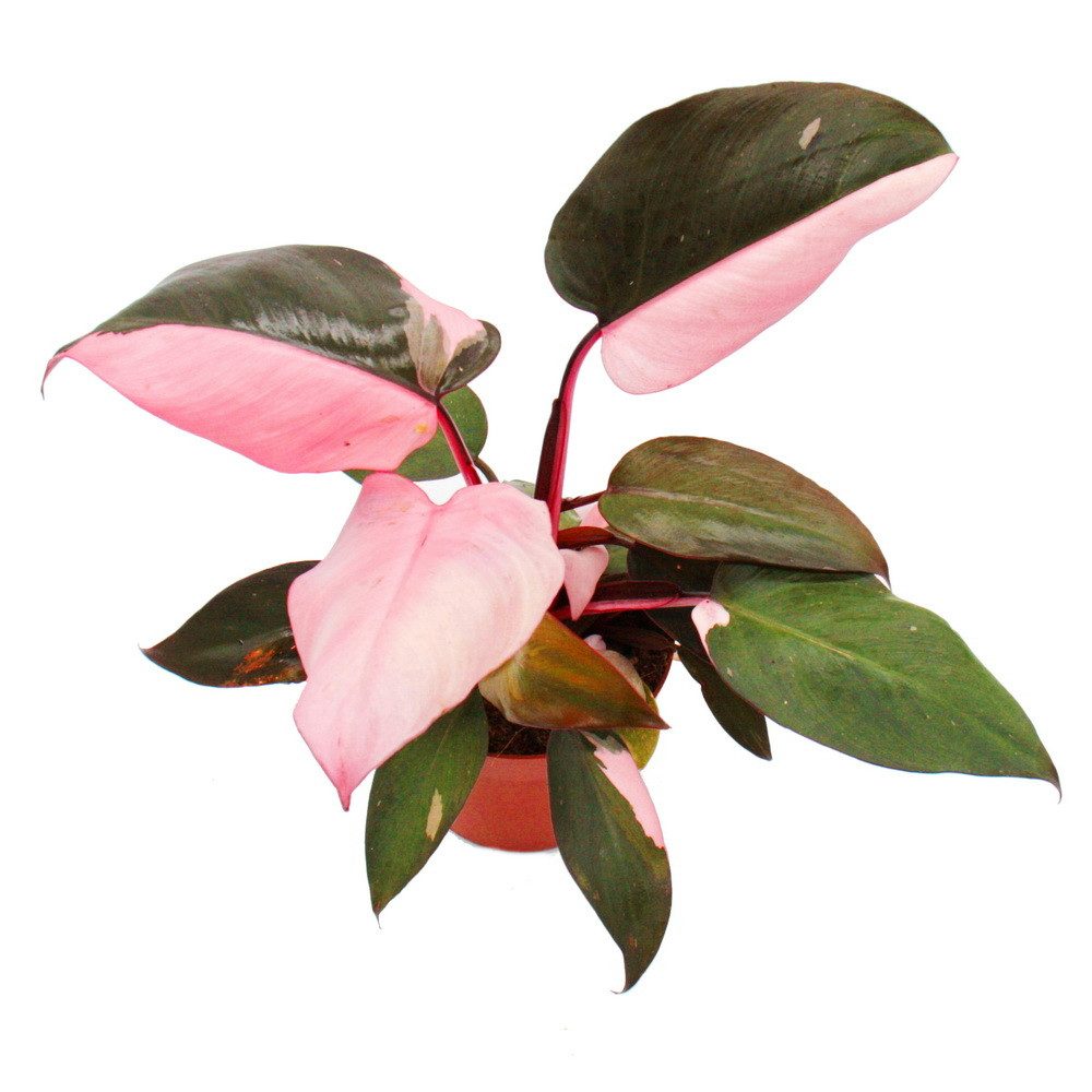 Exotenherz Zimmerpflanze Philodendron Pink Princess - pink-schwarzer Baumfr günstig online kaufen