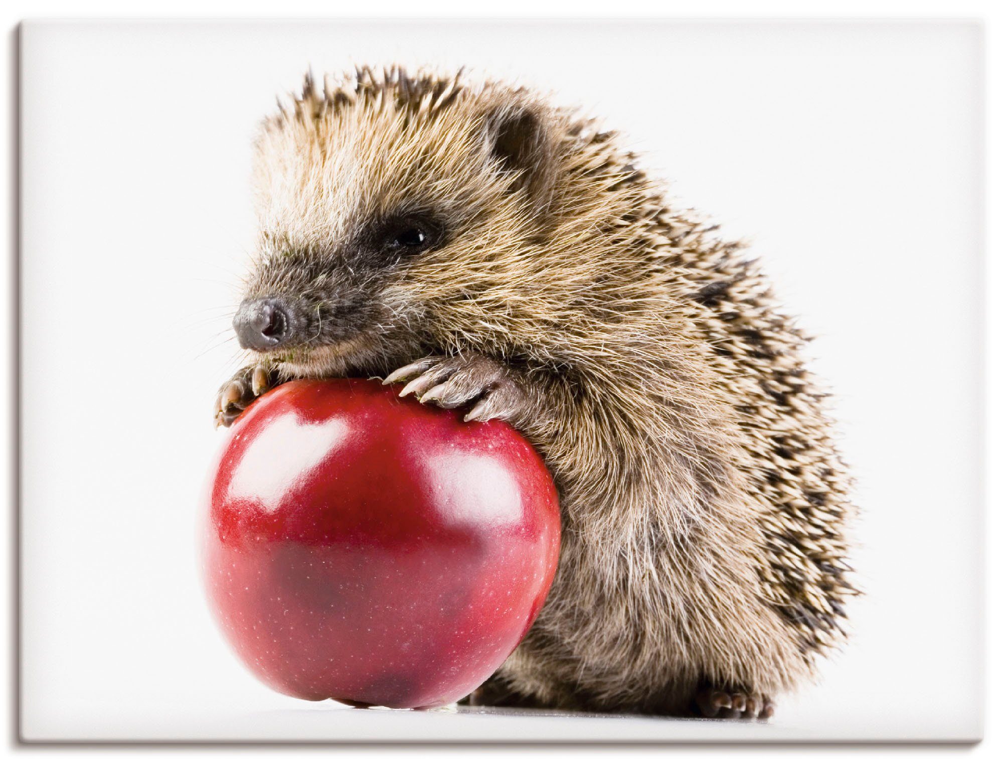 Artland Wandbild Glücklicher Igel, Wildtiere (1 St), als Alubild, Leinwandbild, Wandaufkleber oder Poster in versch. Größen