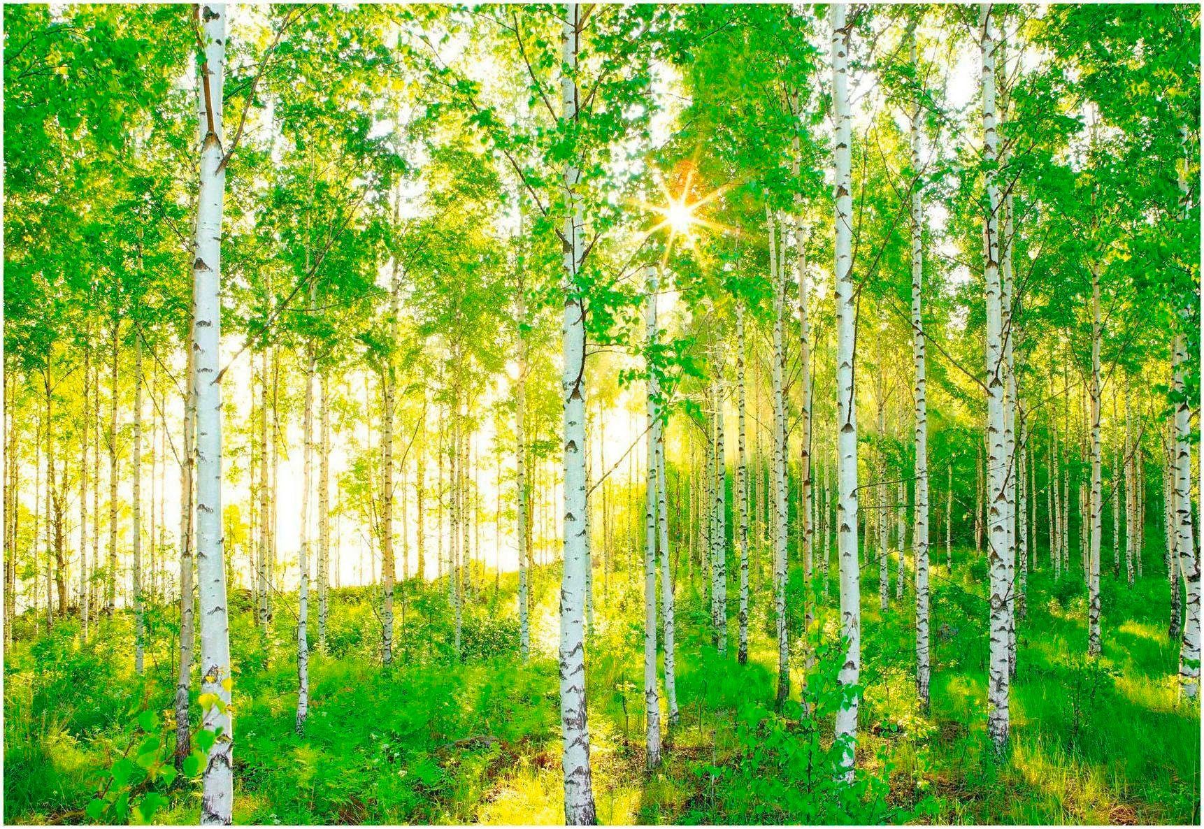 Komar Fototapete Sunday - Größe 368 x 254 cm, glatt, bedruckt, Wohnzimmer, Schlafzimmer. Reduzierter Preis € 63,31. Unverbindliche Preisempfehlung € 90,36, (€ 63,31 pro 1 Stk)