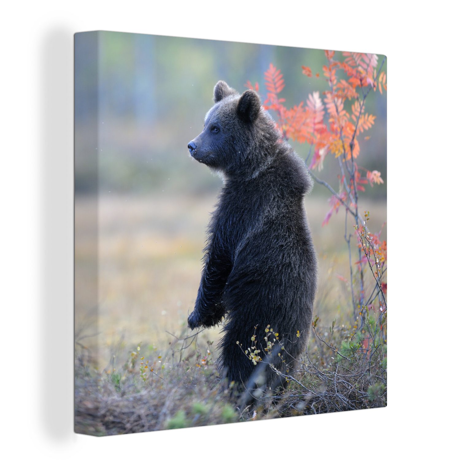OneMillionCanvasses® Leinwandbild Stehendes Braunbärenjunges, (1 St), Leinwand Bilder für Wohnzimmer Schlafzimmer