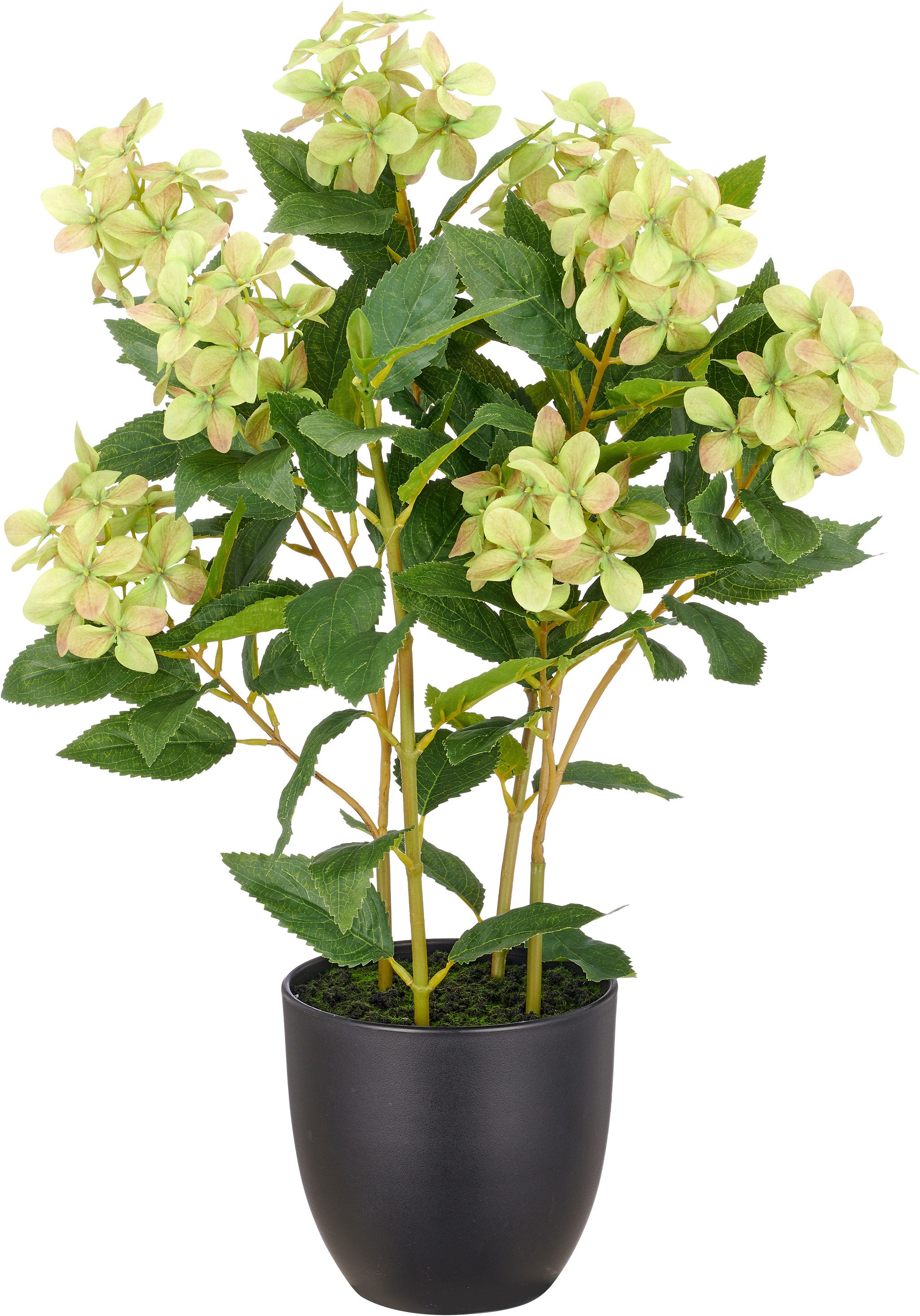 Kunstpflanze Hortensie paniculata, Creativ green, Höhe 60 cm, mit 8 Real-Touch-Blüten