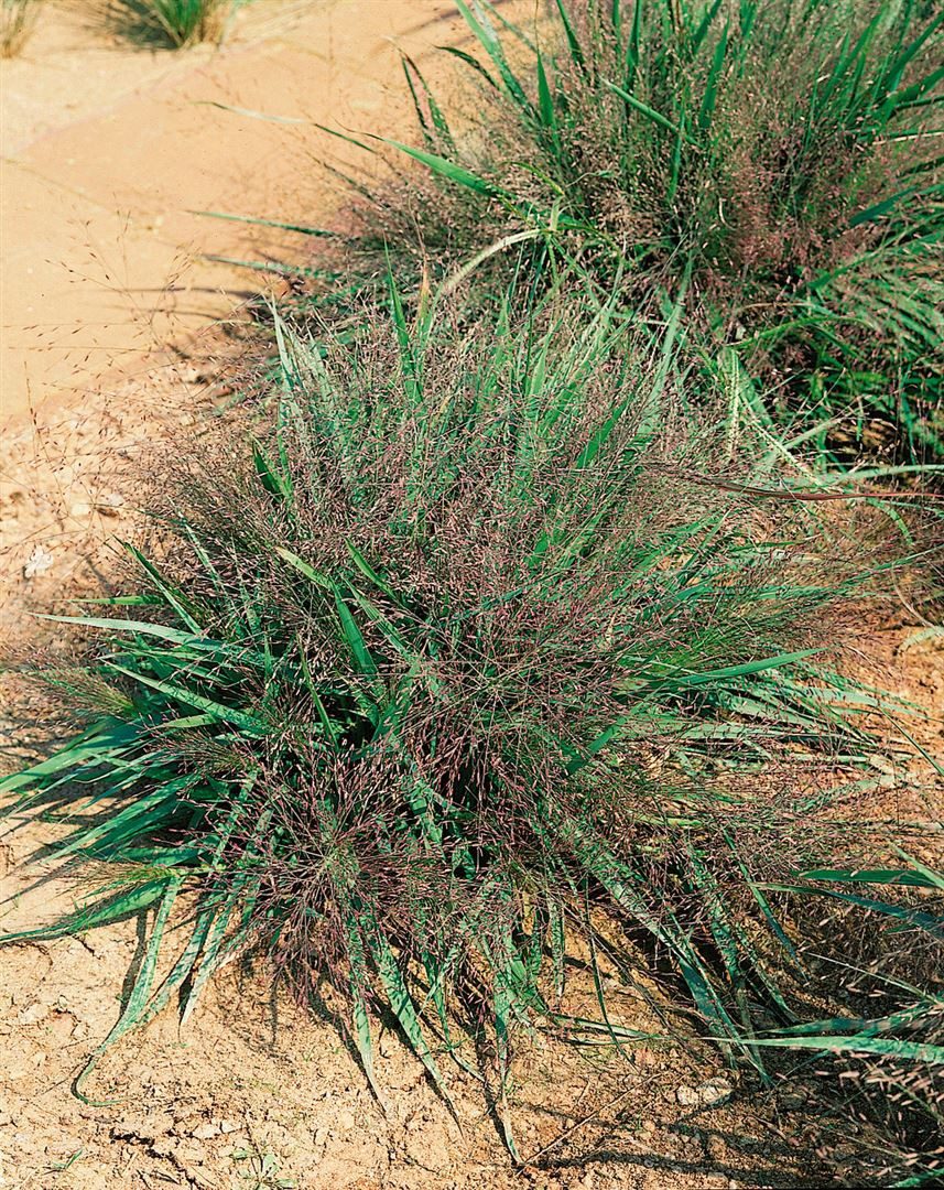 Pflanzen für Dich Gräser Eragrostis spectabilis 'Purple Love', 1 St., Purpur-Liebesgras, Liebesgras, purpurfarben, ziergras