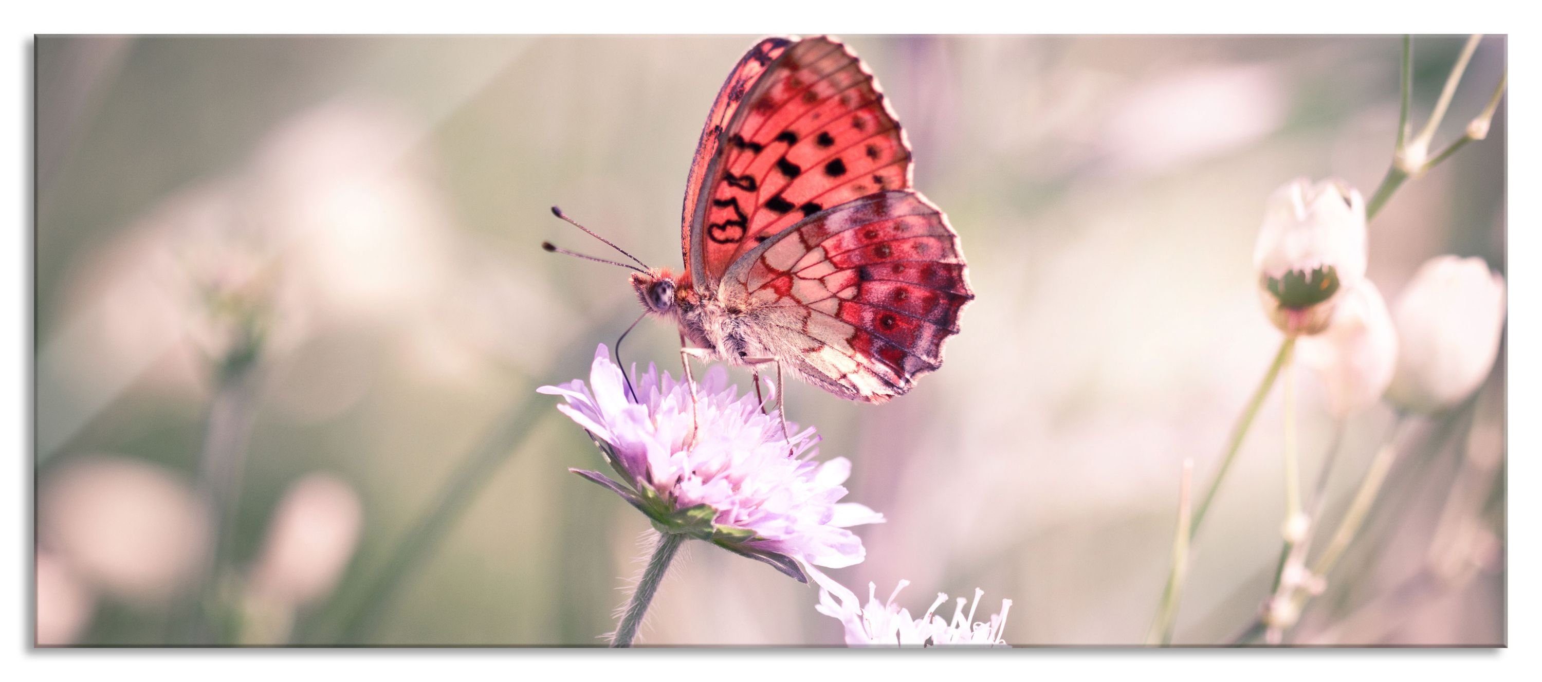 Pixxprint Aufhängungen St), Bezaubernder Schmetterling und Schmetterling, Abstandshalter (1 Echtglas, Glasbild aus inkl. Bezaubernder Glasbild