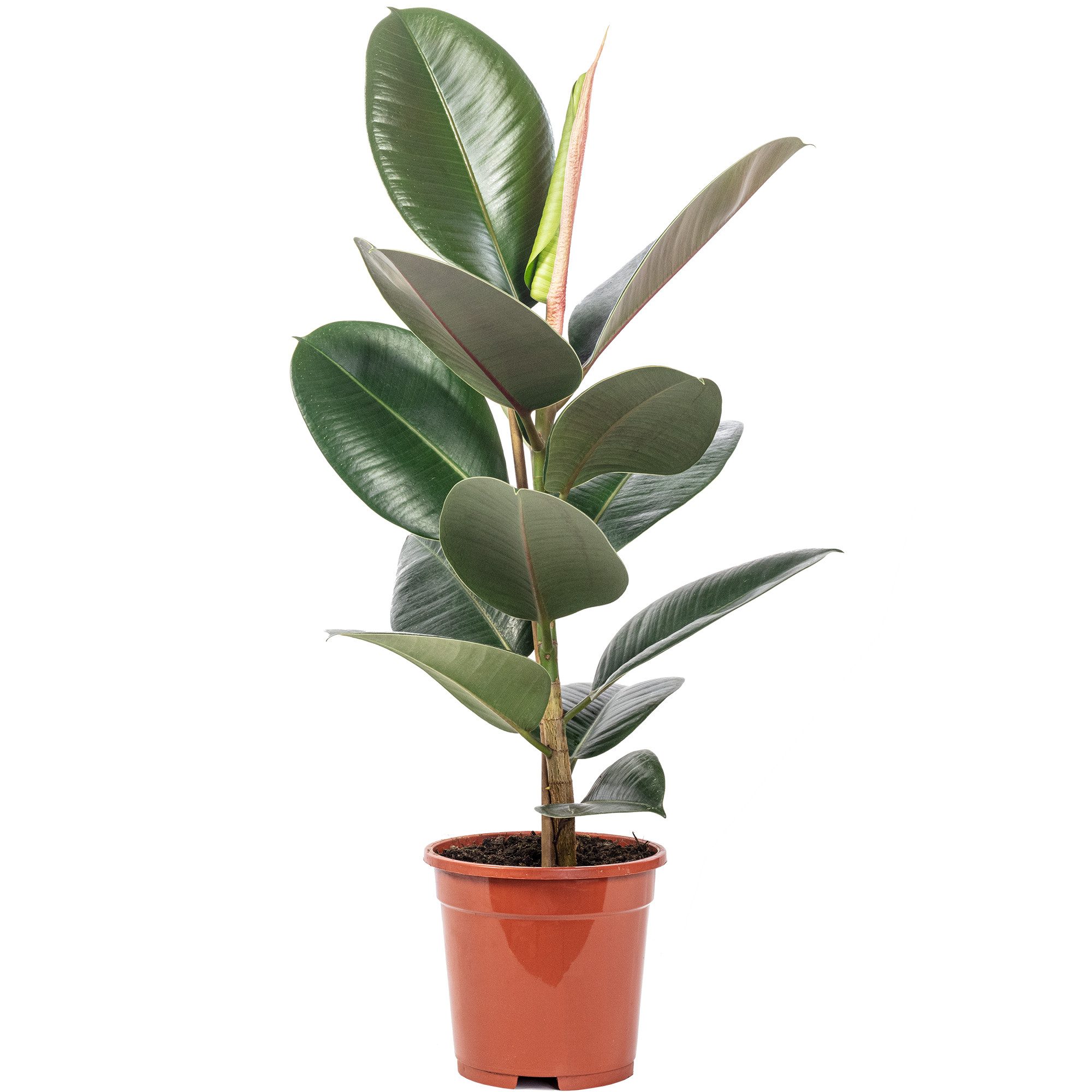 Flowerbox Zimmerpflanze Gummibaum - Ficus elastica 'Robusta', pflegeleicht günstig online kaufen