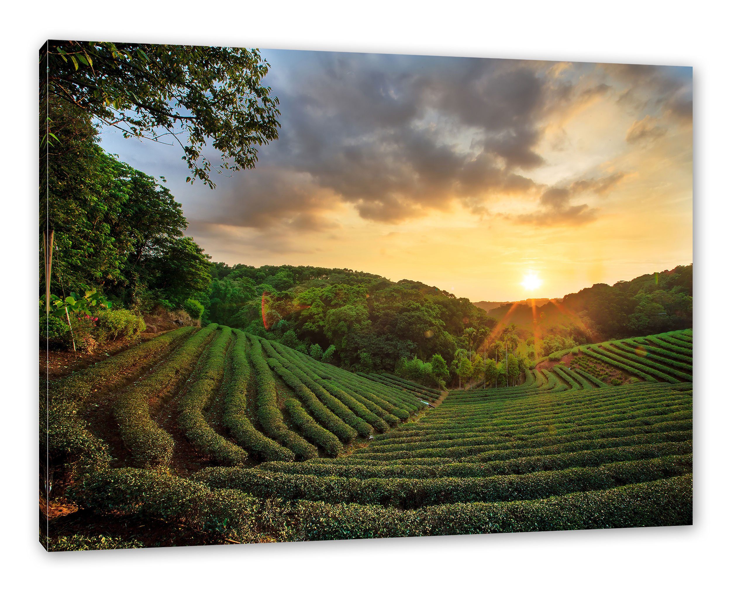 Pixxprint Leinwandbild Teeplantage bei Teeplantage (1 bespannt, bei St), Sonnenuntergang, Zackenaufhänger Leinwandbild Sonnenuntergang fertig inkl