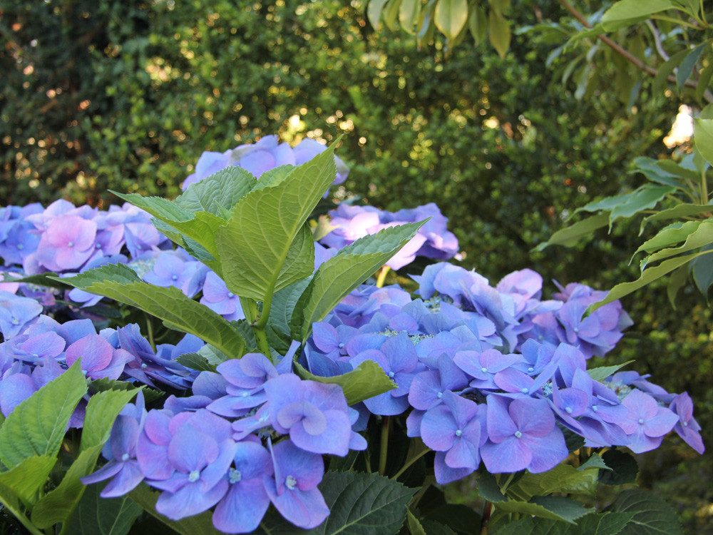 Garten von Ehren Zierstrauch Hydrangea macrophylla Blaumeise, Containerware, 30-40 cm hoch
