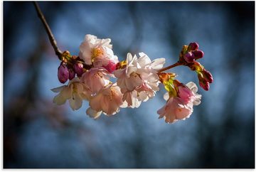 Artland Alu-Dibond-Druck Kirschblüte im Frühling, Blumenbilder (1 St), für Innen- und Außenbereich geeignet, Outdoorbild