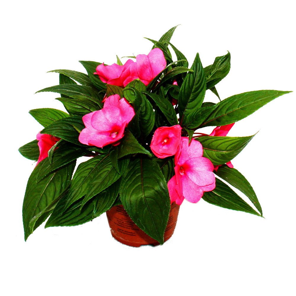Exotenherz Beetpflanze Edel-Lieschen Impatiens Neu-Guinea ver. Farben 3er Set im 12cm Topf