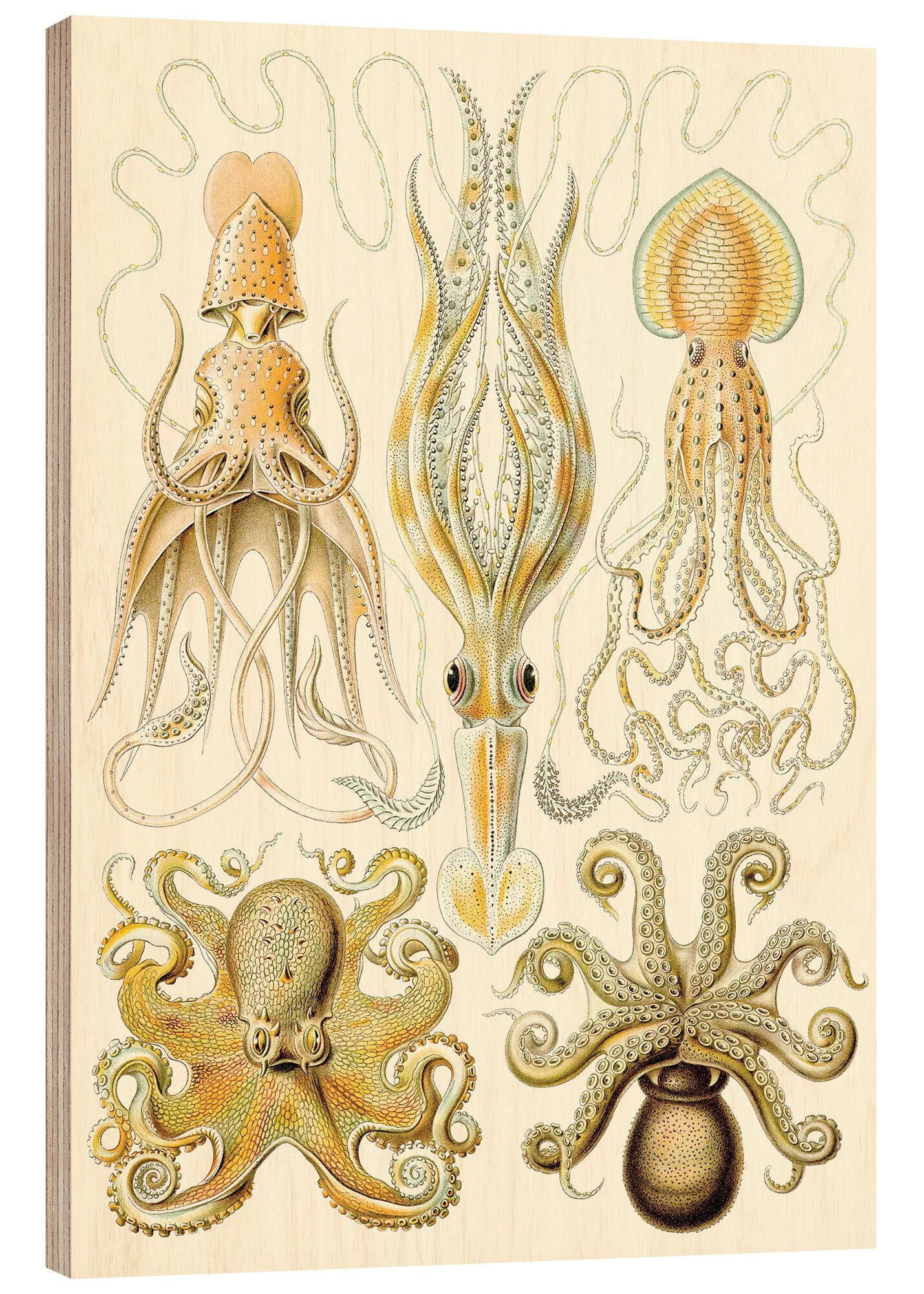 Posterlounge Holzbild Ernst Haeckel, Kopffüßer, Gamochonia - Kunstformen der Natur, 1899, Badezimmer Maritim Malerei