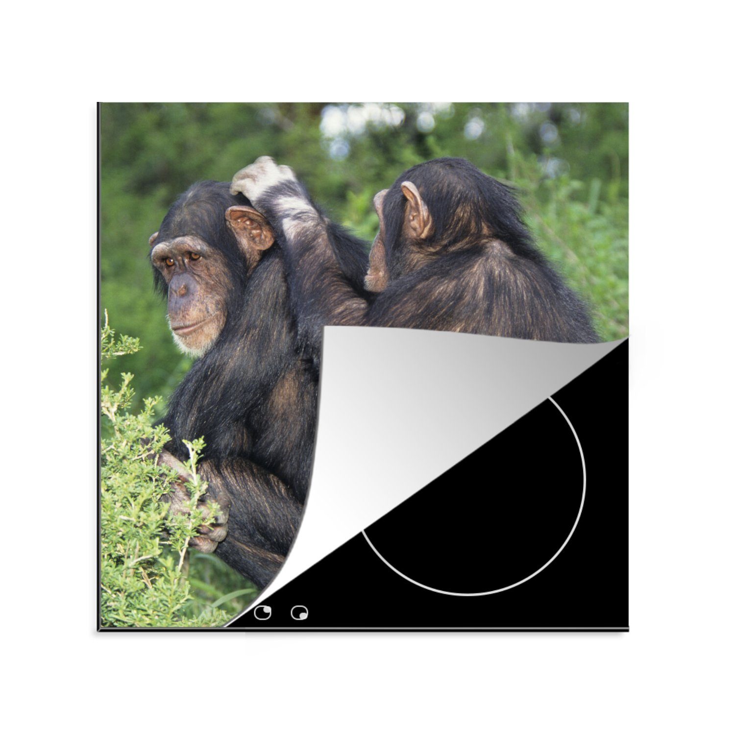 MuchoWow Herdblende-/Abdeckplatte Schimpanse - Pflege - Flöhe, Vinyl, (1 tlg), 78x78 cm, Ceranfeldabdeckung, Arbeitsplatte für küche