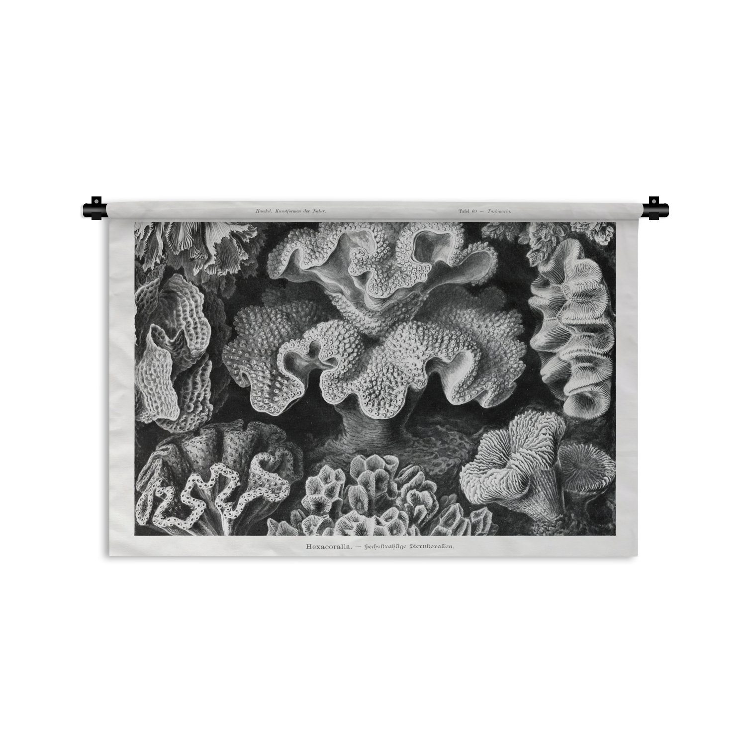 MuchoWow Wanddekoobjekt Kunst - Koralle - Ernst Haeckel - Alte Meister - Natur, Wanddeko für Wohnzimmer, Schlafzimmer, Kleid, Wandbehang, Kinderzimmer