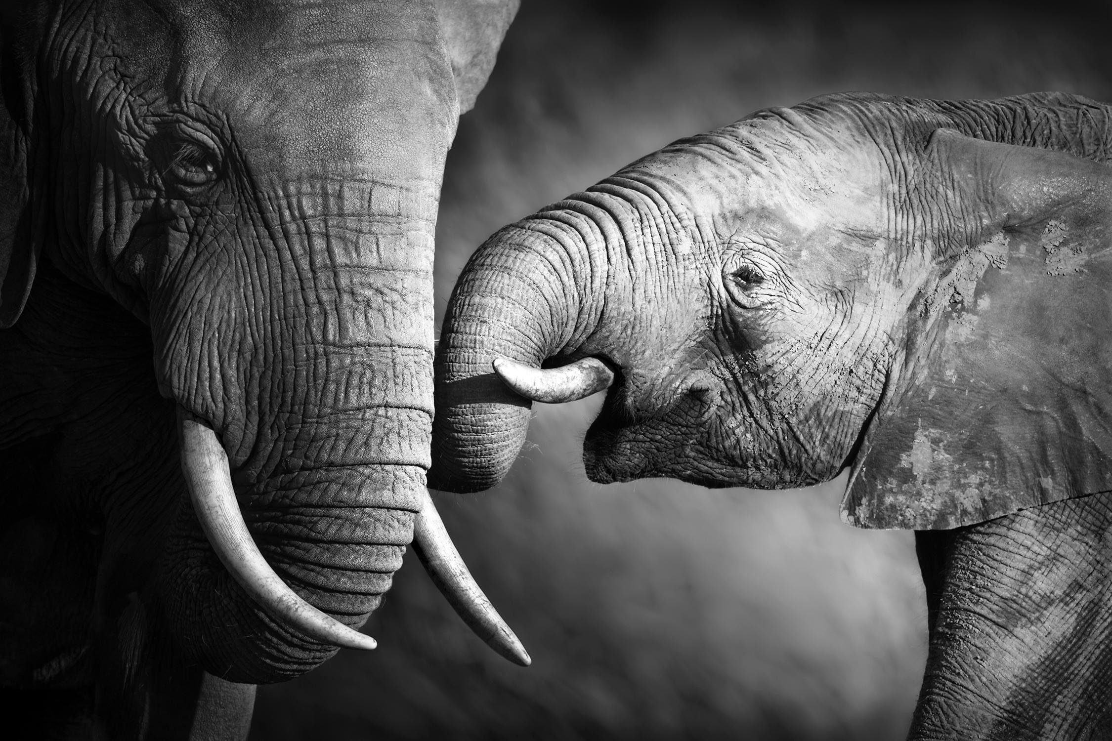 queence Leinwandbild Elefant, Elefant, Elefanten, Elefanten günstig online kaufen