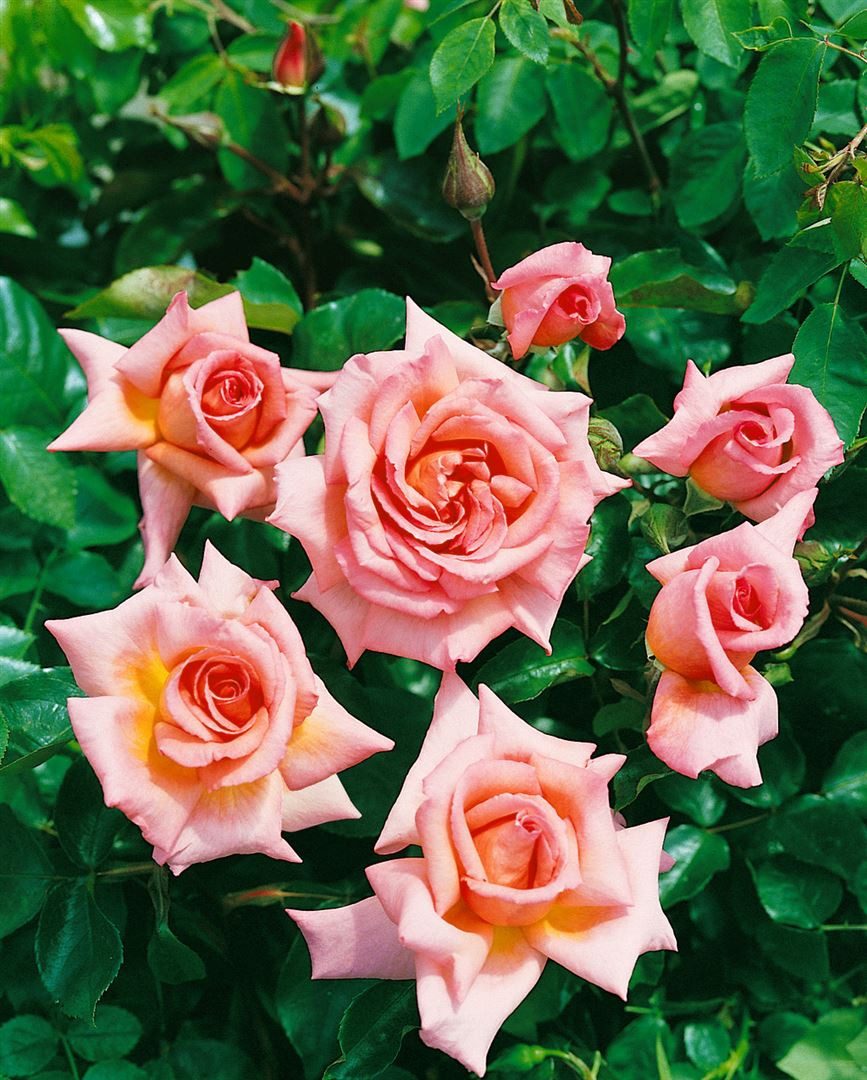 Pflanzen für Dich Rose Rosa Compassion