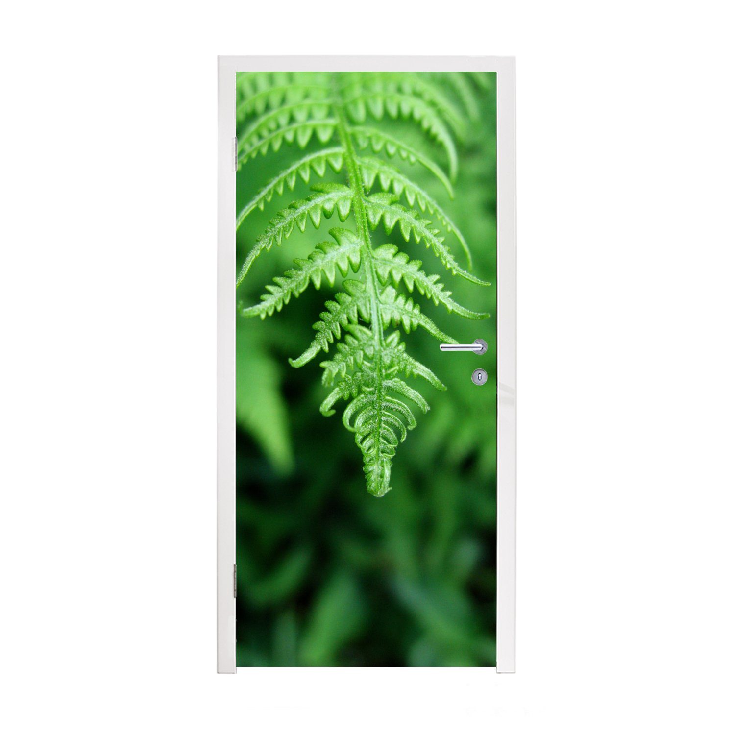MuchoWow Türtapete Grüne Blätter eines Farns vor einem verblassten Hintergrund, Matt, bedruckt, (1 St), Fototapete für Tür, Türaufkleber, 75x205 cm