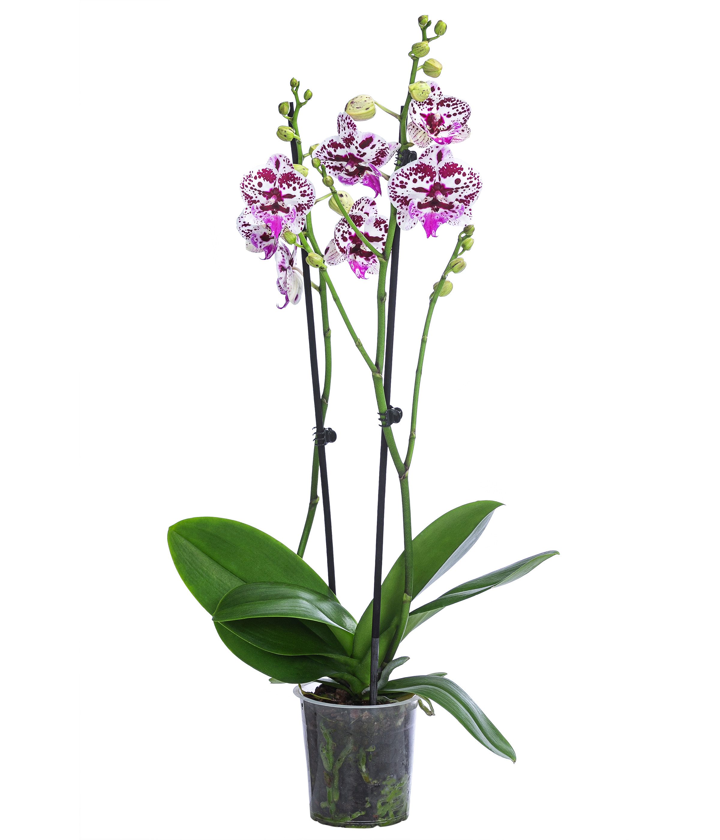 Dehner Zimmerpflanze Schmetterlingsorchidee Signature Speechless Elegance, 60cm, pink-weiß, zweitriebig, pflegeleicht