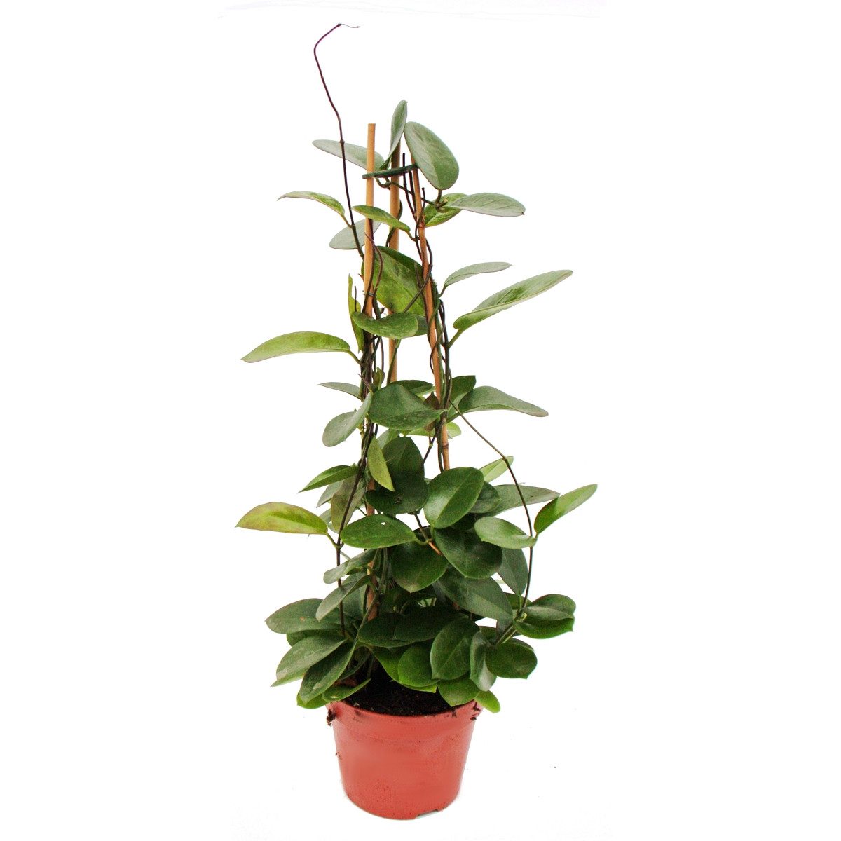 Exotenherz Zimmerpflanze Hoya australis - Porzellanblume - Wachsblume - 17c günstig online kaufen
