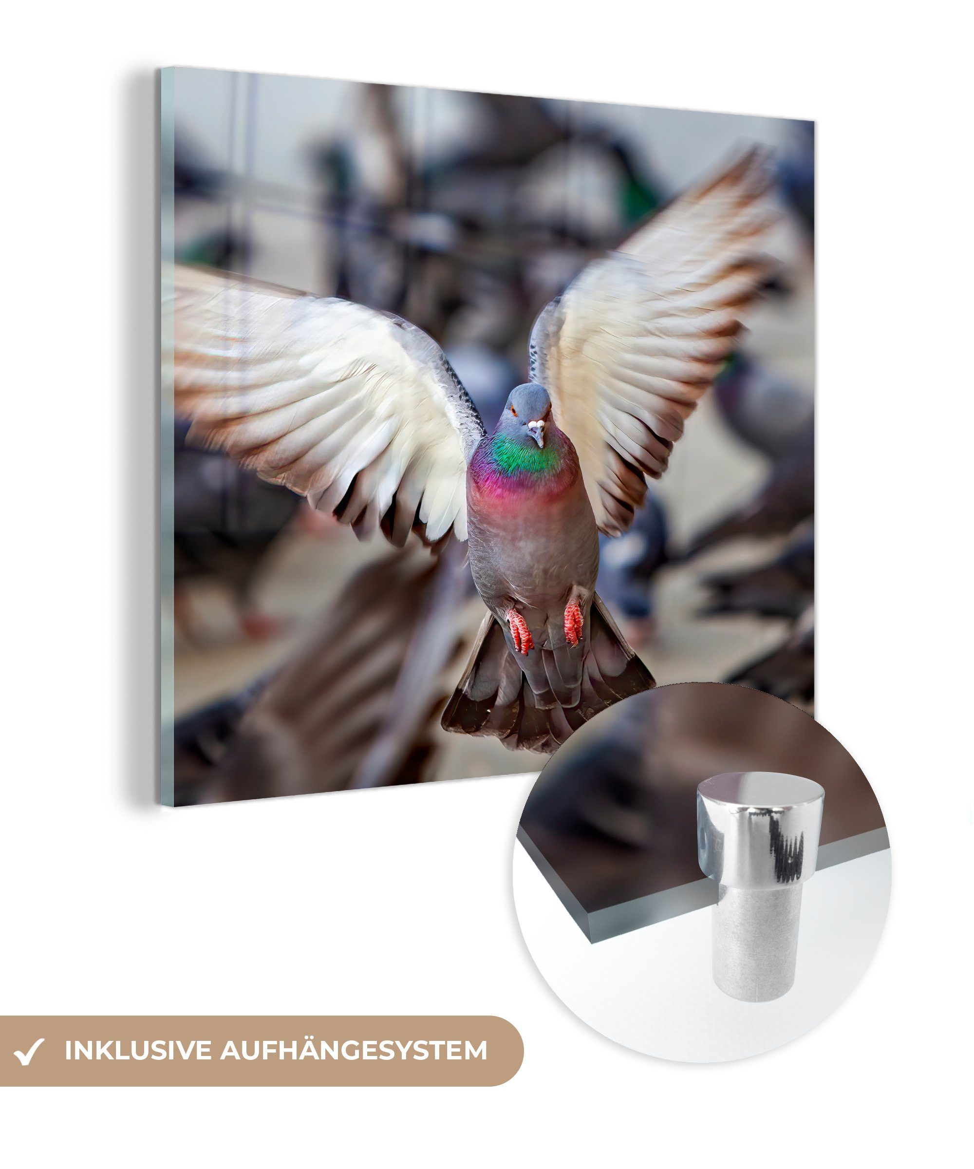MuchoWow Acrylglasbild Nahaufnahme einer fliegenden Taube, (1 St), Glasbilder - Bilder auf Glas Wandbild - Foto auf Glas - Wanddekoration