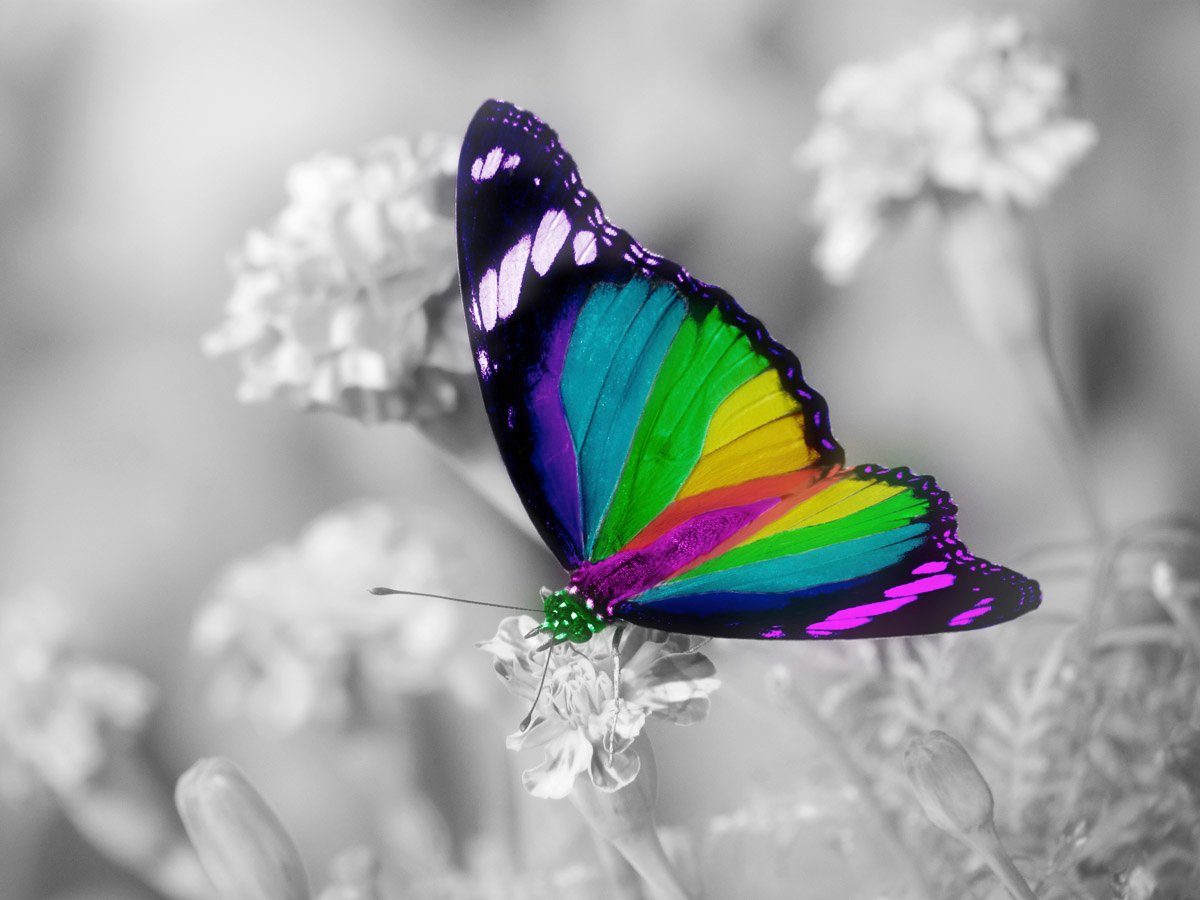 Papermoon Fototapete Bunter Schmetterling auf weißen Blumen