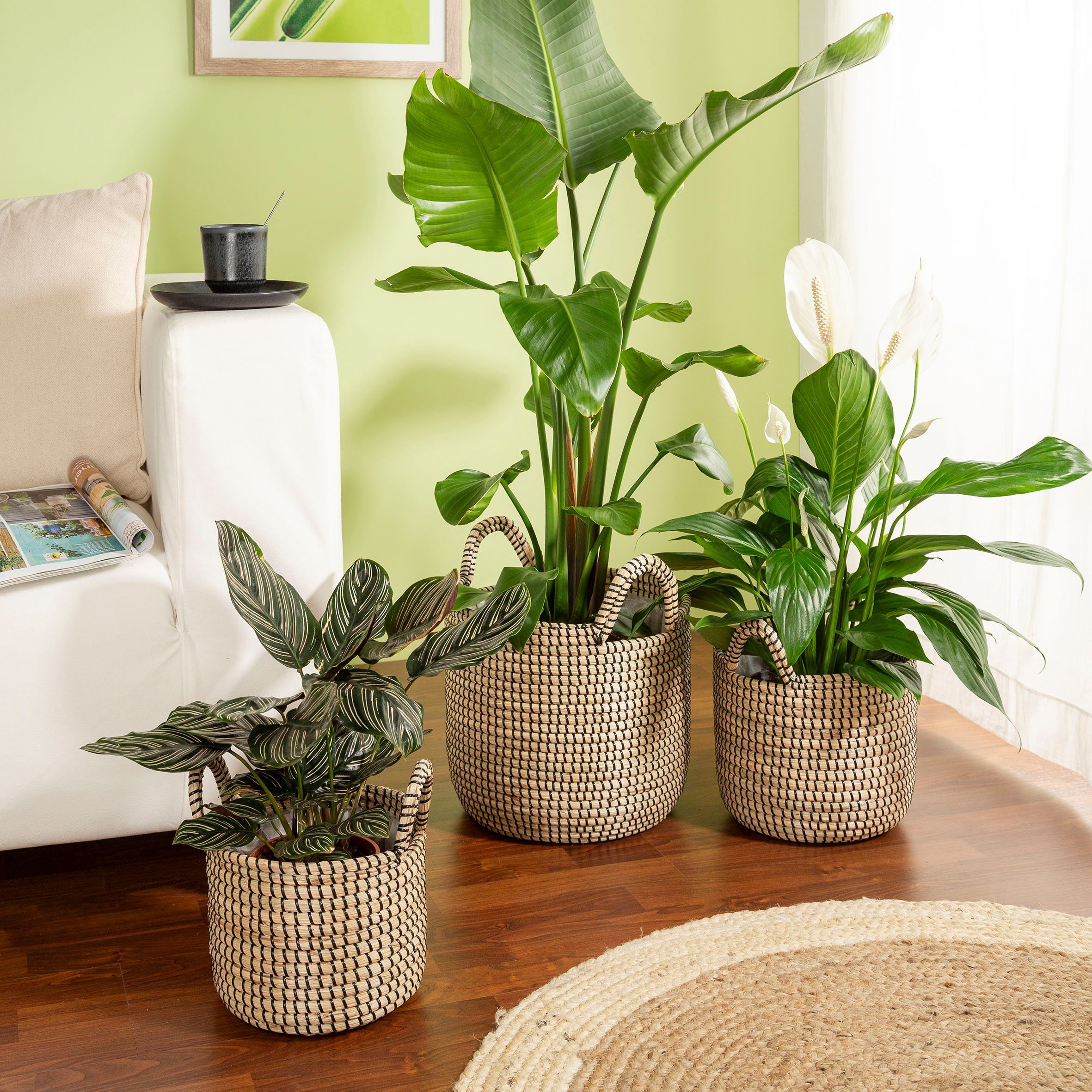 Scheurich Blumentopf black 26/514 günstig online kaufen