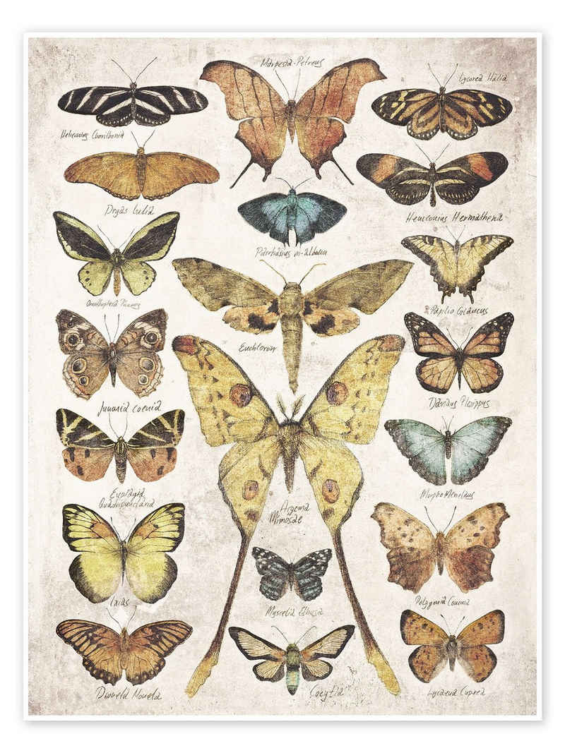 Posterlounge Poster Mike Koubou, Schmetterlinge, Vintage Illustration