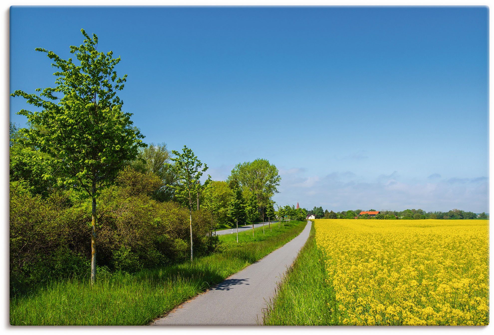 Artland Wandbild Rapsfeld, Radweg, Größen St), versch. Parkentin, Poster als (1 Wandaufkleber bei in oder Leinwandbild, Felder Alubild, Straße