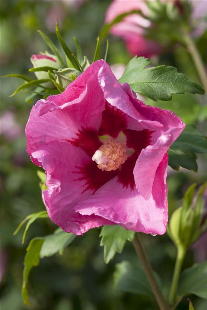 Pflanzen für Dich Gehölze Hibiscus syriacus Pink Giant, 1 St., Garten-Eibisch, Straucheibisch, Roseneibisch