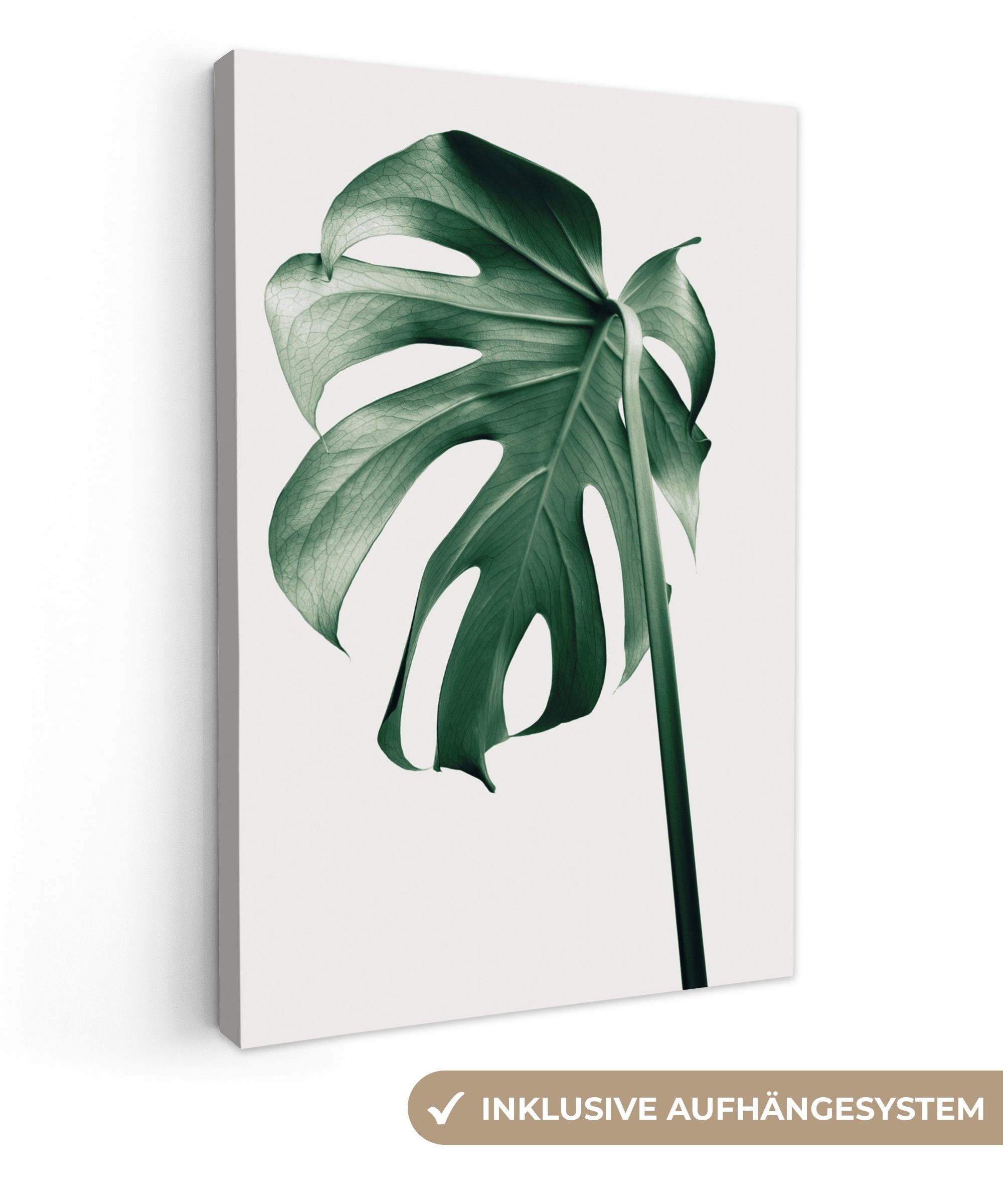 OneMillionCanvasses® Leinwandbild Monstera - Blätter - günstig online kaufen