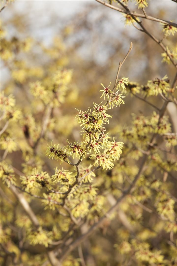 Pflanzen für Dich Gehölze Hamamelis virginiana