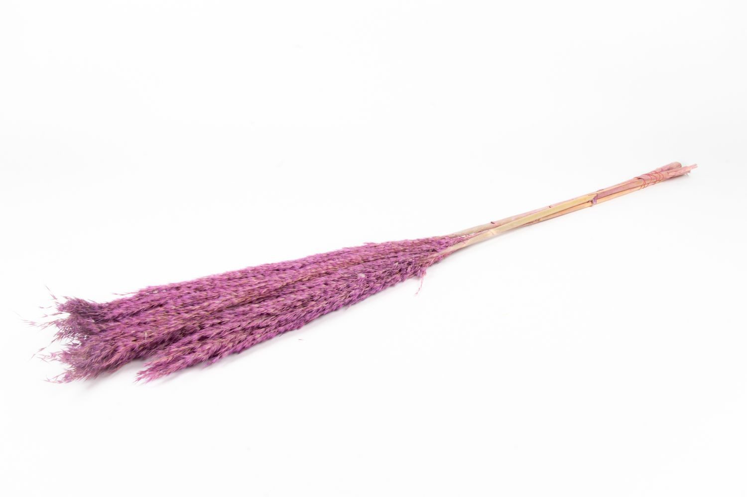 Trockenblume Schilf getrocknet DONJETA, lila, 115-120cm, Ø15cm, INNA-Glas, Höhe 120.0 cm