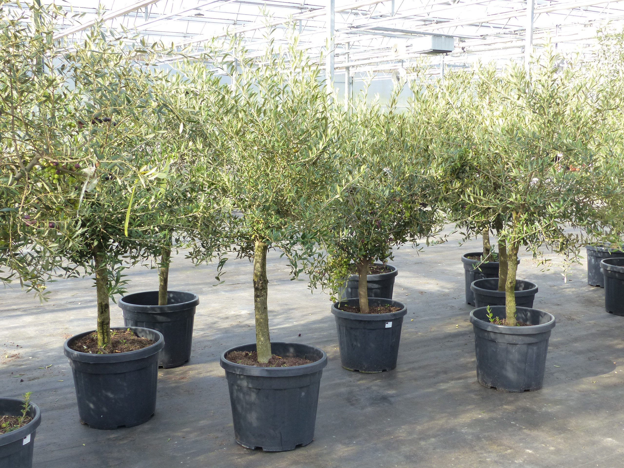 gruenwaren jakubik Baum