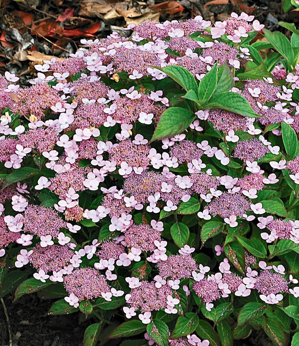 BALDUR Garten Zierstrauch Zwerg-Hortensie 'Lace Delight', 1 St., Tellerhortensien, reichblühend,winterhart, mehrjährig