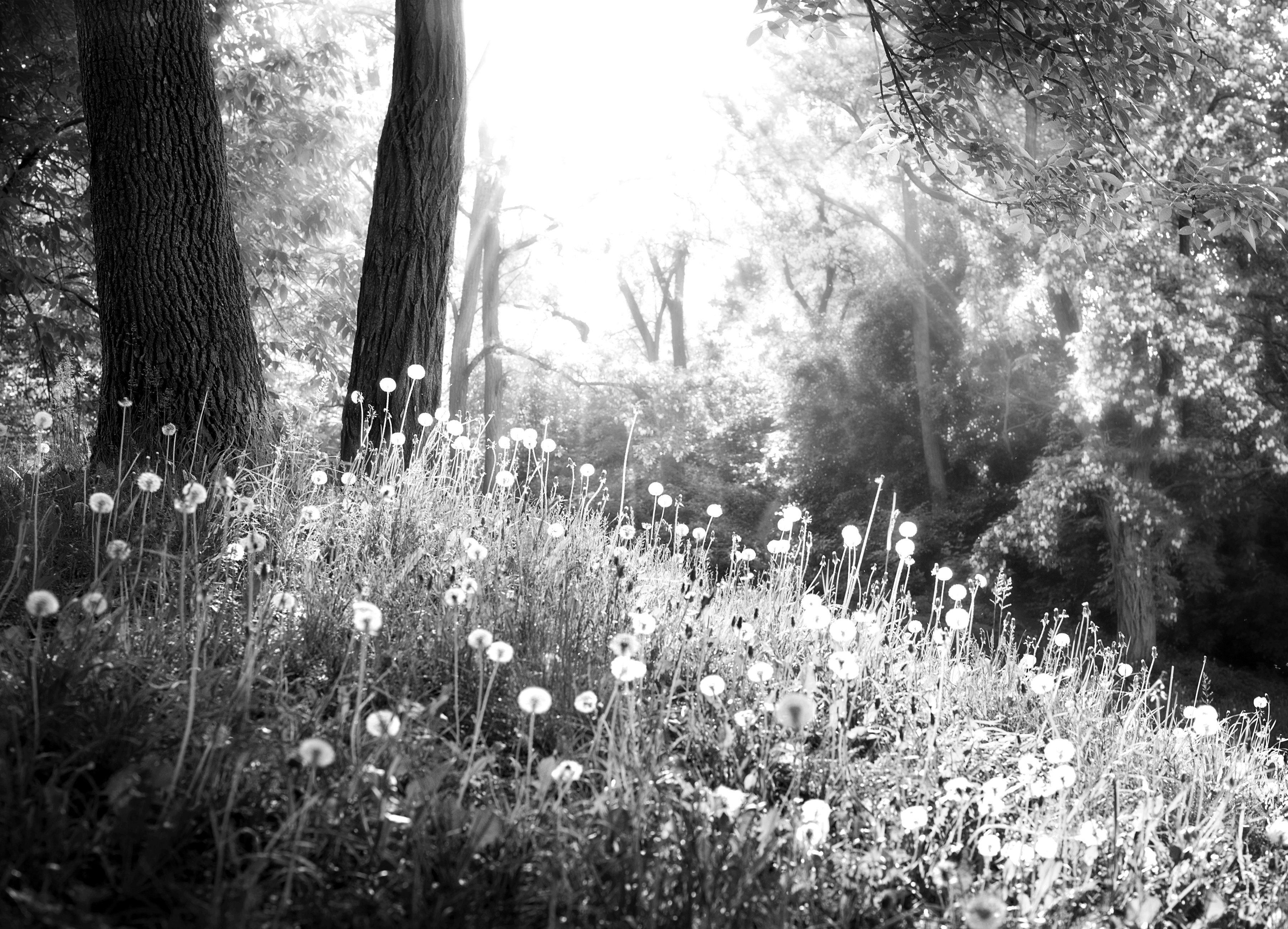 Fototapete Wald Schwarz & Weiß