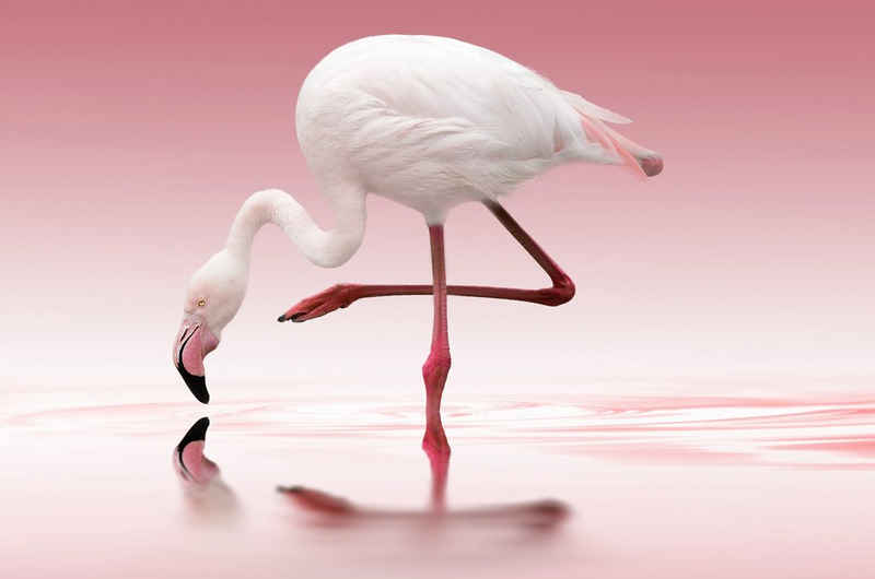 Papermoon Fototapete Photo-Art DORIS REINDL, FLAMINGO