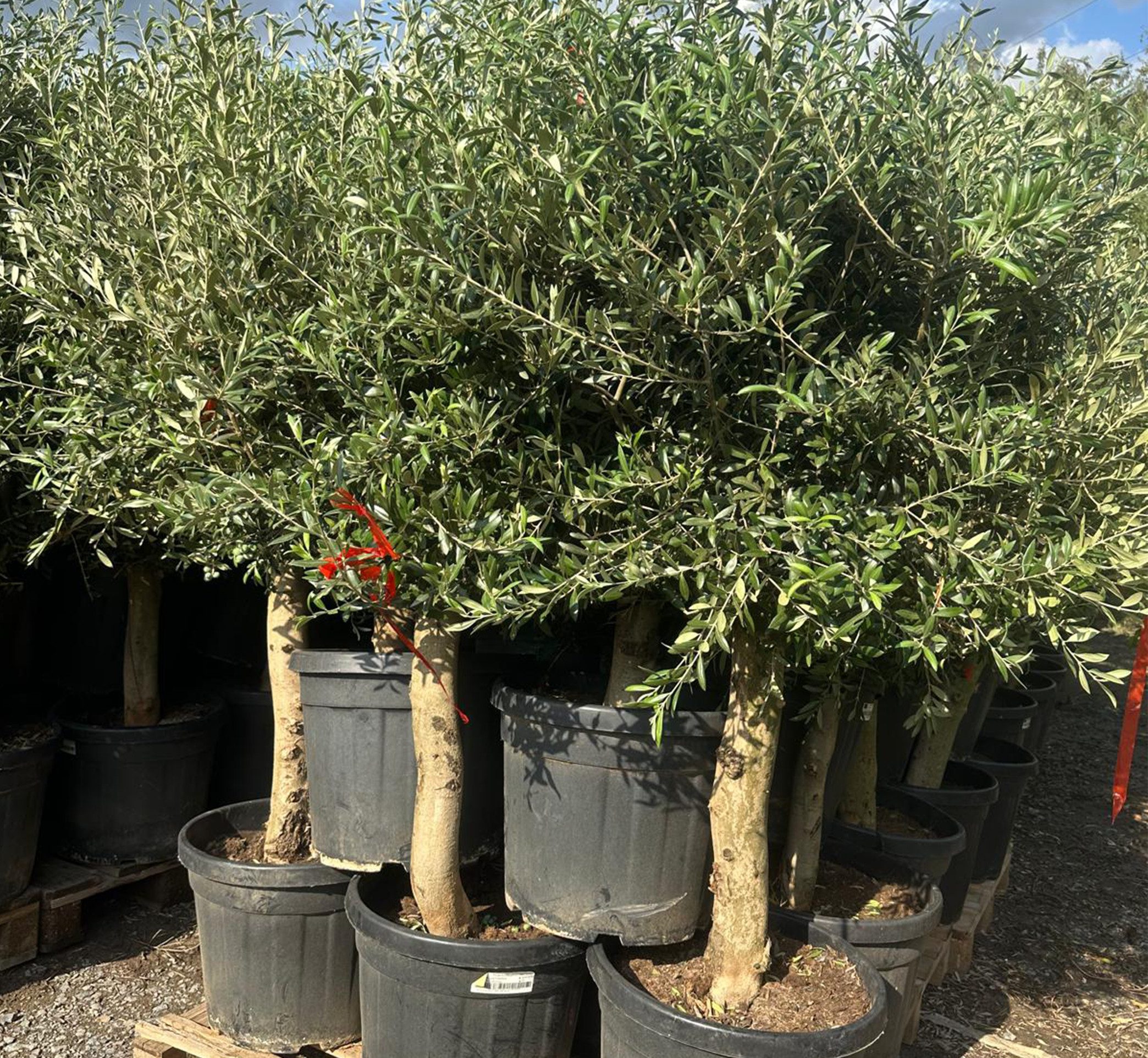 Palms-Store Olivenbaum Olea Europaea höhe: 170 -180cm gute Qualität, Stammumfang 20-30 cm, 1 St., Charaktervoller Stamm – Bild 5 von 5